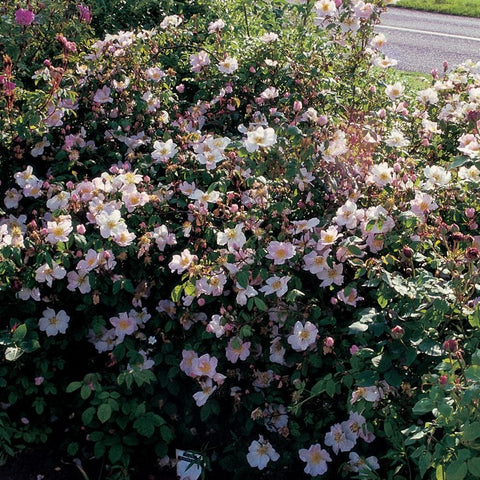 Rose shrub with clusters of pale pink and white blossoms and dark green foliage