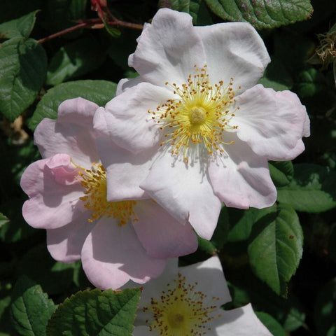 Two pale pink rose blossoms with yellow stamens on green leaf stems