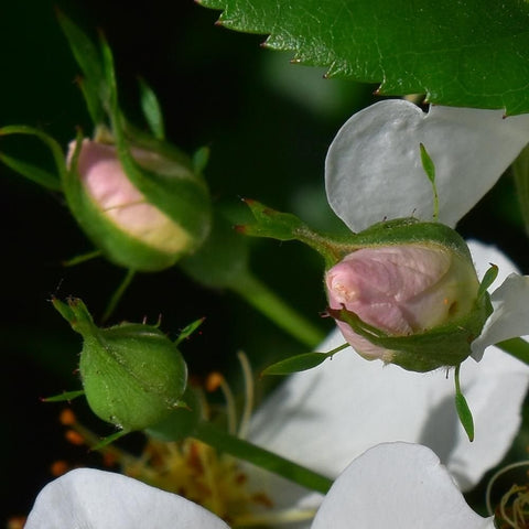White rose buds and partly open blooms on green leafy stems
