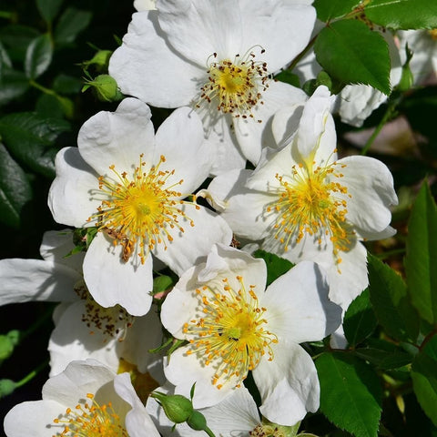Cluster of white rose flowers with yellow stamens and green leaves