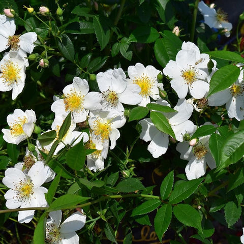 White rose blossoms with yellow centers among dense green foliage