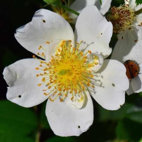 Single white rose bloom with bright yellow stamens and small green leaves