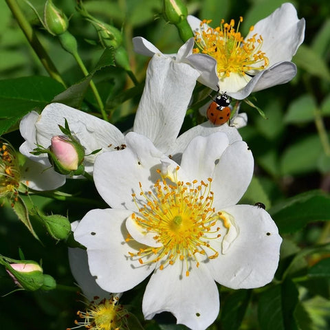 White rose flowers with yellow centers, buds, and a ladybug on petals