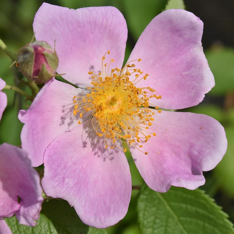 Pink Rosa Setigera rose with five petals, yellow stamens, and green leaves