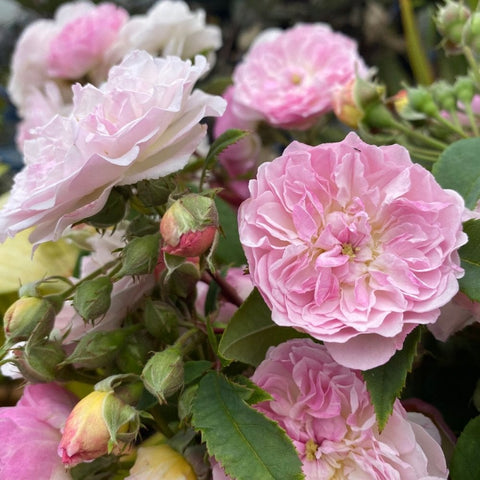 Cluster of pink and white rose blooms with buds and green leaves