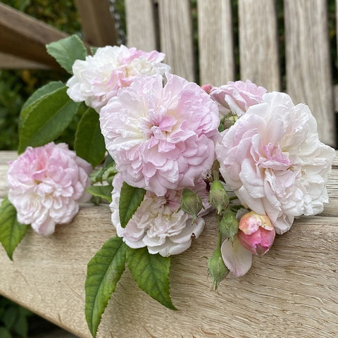 Light pink and white rose blossoms with green leaves on a wooden planter edge