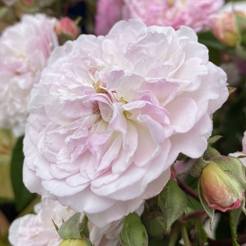 Pink and white rose blossoms with green leaves and rose buds on branches