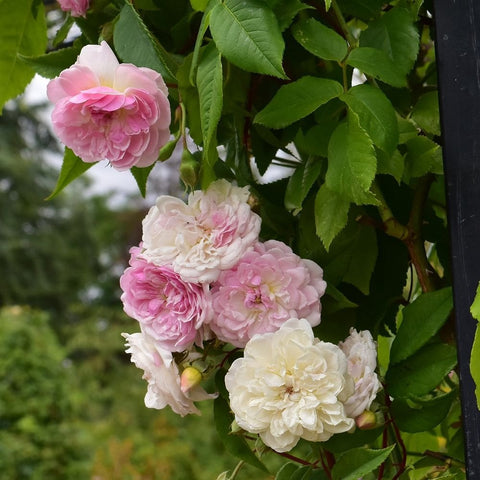 Pink and cream rose blooms with green leaves growing along a dark fence post