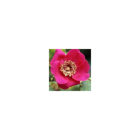 Shrub rose flower with bright pink petals and golden center