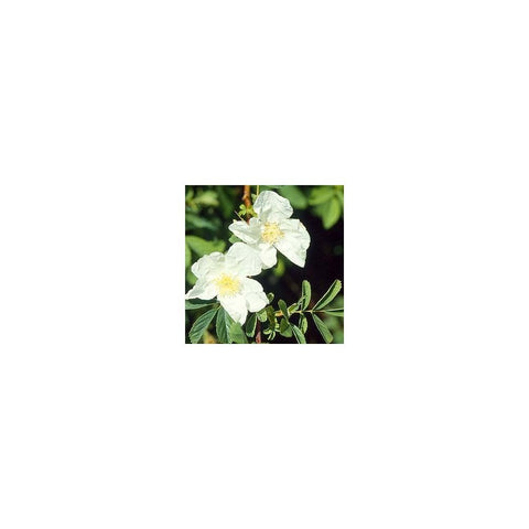 White shrub rose flowers with green leaves on branching stems