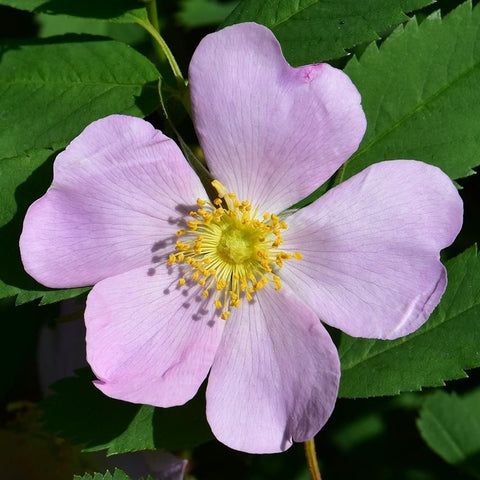 Rosa Suffulta rose bloom with pale pink five-petal flowers and yellow center