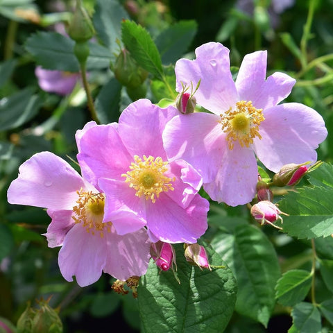 Rosa Suffulta rose flowers with pale pink petals, yellow centers, and buds