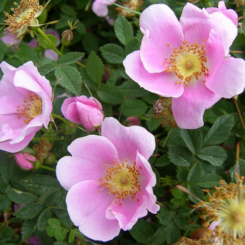 Rosa Suffulta rose branch with pink flowers and yellow centers among green leaves