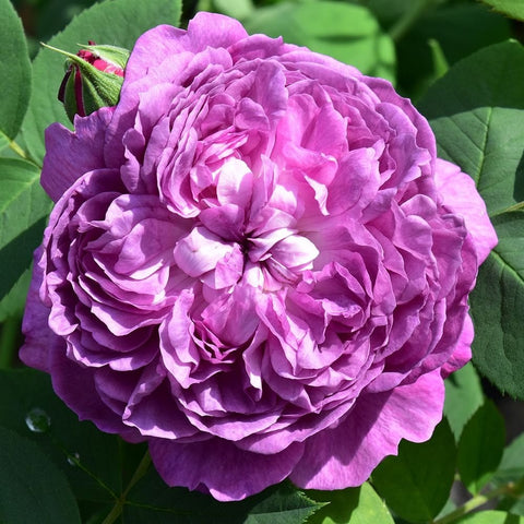 Violet-purple rose bloom with layered petals and green leaves