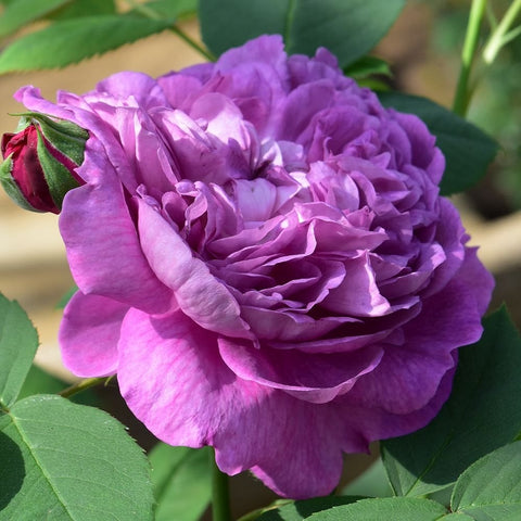 Lavender-purple rose bloom with layered petals and green foliage