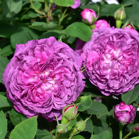 Two purple-pink rose blooms on green stems with budding flower heads