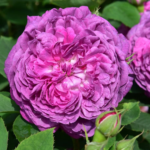 Violet-purple rose bloom with dense ruffled petals and surrounding leaves