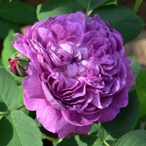 Purple rose bloom with ruffled layered petals and green leaf cluster