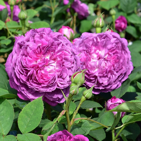 Pair of pink-purple rose blooms with buds on green stems and leaves