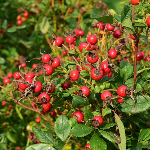 Rose plant with clusters of red rose hips and green leaves
