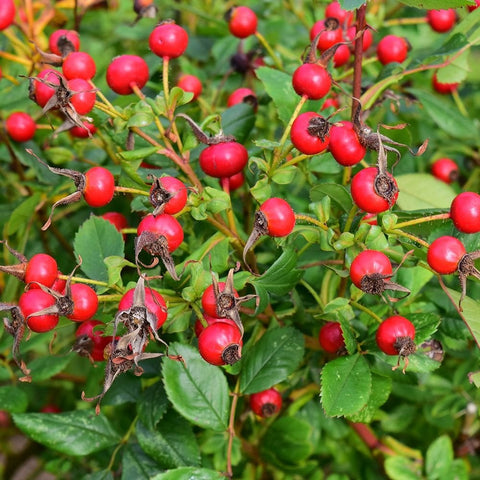 Rose plant with red rose hips on thorny stems and green foliage