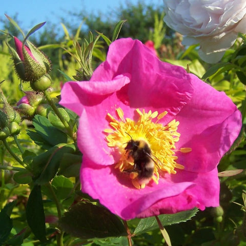 Pink rose flower on rose plant with yellow center and a bee