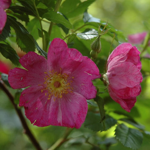 Two pink rose blossoms on thorny stems with green leaves