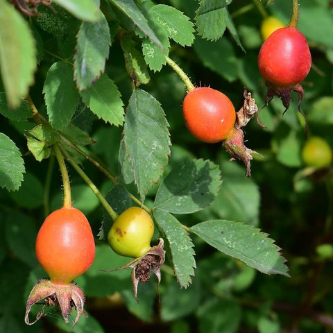Shrub rose hips on green leaves, red and yellow fruit with dried calyx
