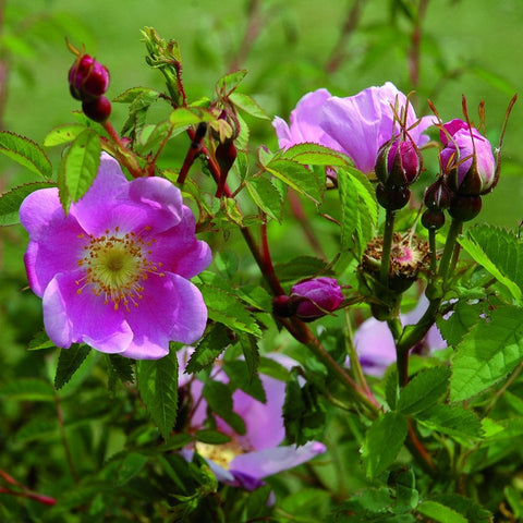 Shrub rose with purple blossoms and unopened buds among green leaves