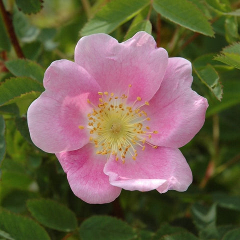 Single pale pink shrub rose flower with yellow center and green foliage