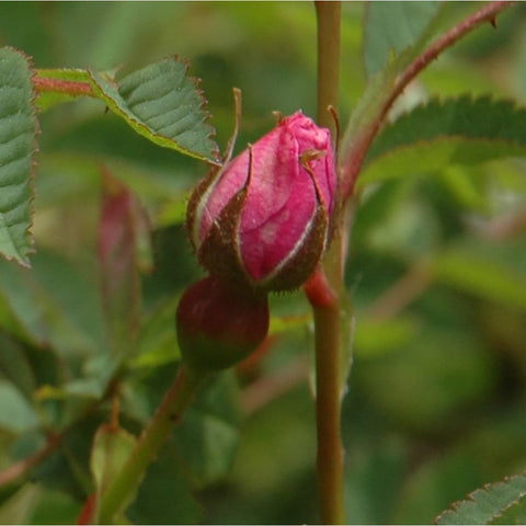 Shrub rose bud in red and dark maroon, surrounded by green leaves