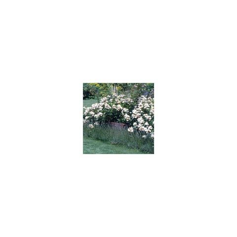Rosa Wichurana trailing rose shrub with white flowers and green leaves