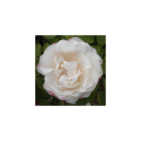 White rambling rose bloom with layered petals