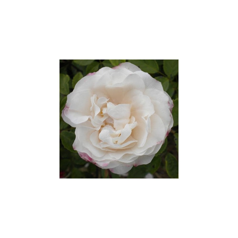Rosa X Fortuniana (Rambling Rose) – Peter Beales Roses