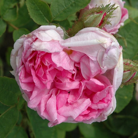 Pink double rose bloom with ruffled petals on green leaves