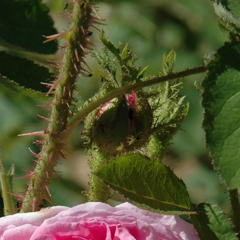 Rose plant stem with thorns, green buds, and pink bloom under leaves