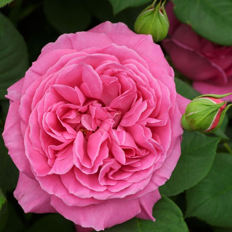 Sandringham rose, large pink double bloom with layered petals and green buds