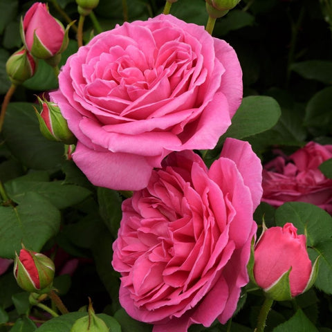 Pink double rose bloom with ruffled petals, plus matching buds and green leaves