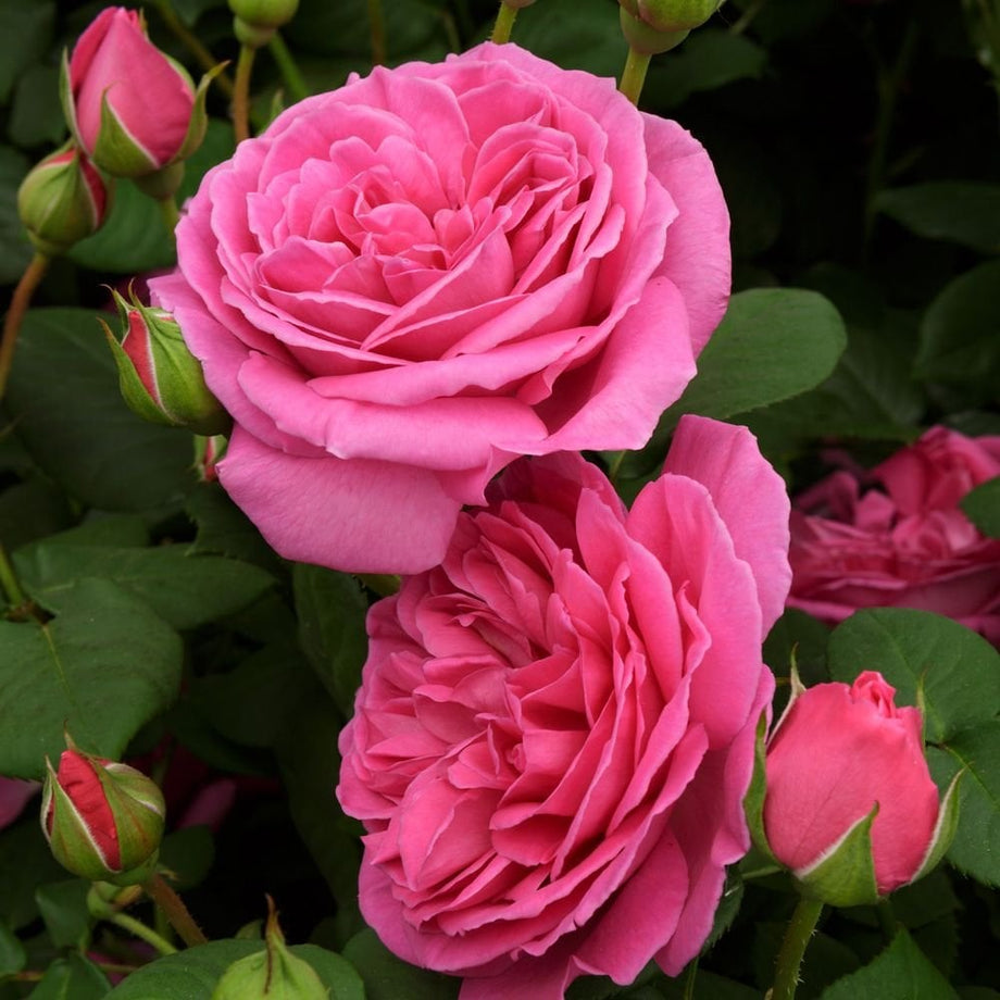 Sandringham – Peter Beales Roses