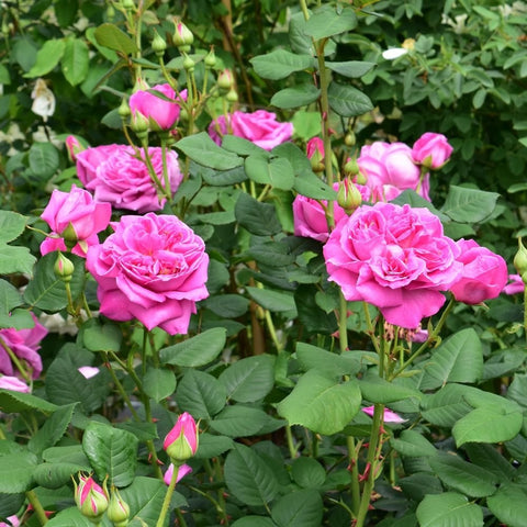 Pink rose bushes with multiple blossoms and buds on leafy green stems