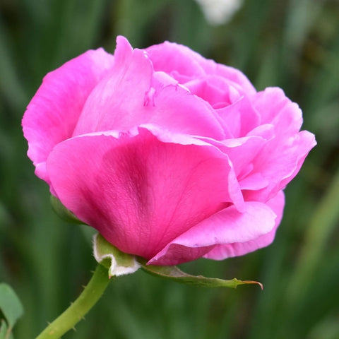 Single pink rose blossom with tightly layered petals and a small green bud