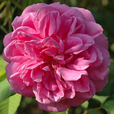 Pink double rose blossom with ruffled petals and surrounding green foliage