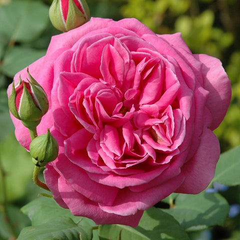 Pink rose bloom with two green buds on a stem and nearby leaves
