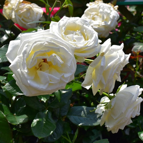Cluster of white rose blooms with pale yellow centers and green leaves