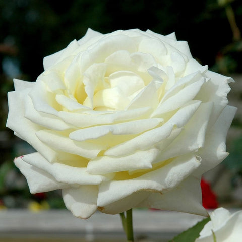 White rose bloom with layered petals and soft yellow center