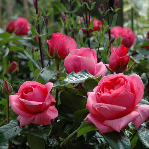 Cluster of pink rose blooms with buds and glossy green leaves