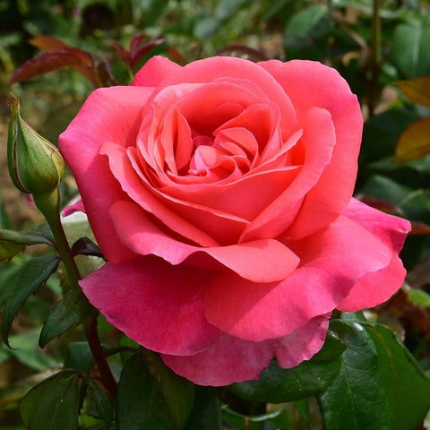 Pink rose flower with layered petals and green leaves on a stem
