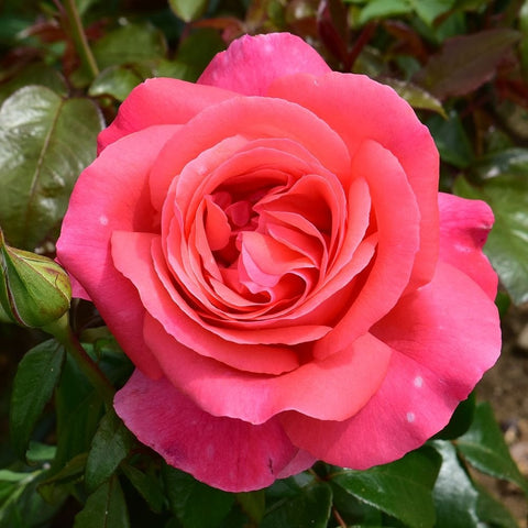 Large pink rose bloom with layered petals and surrounding green leaves
