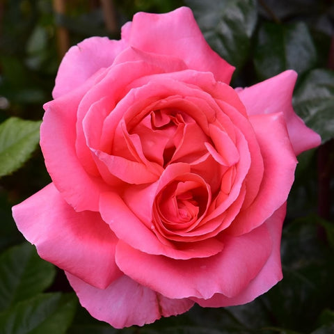 Two pink rose blooms with layered petals and green foliage in view