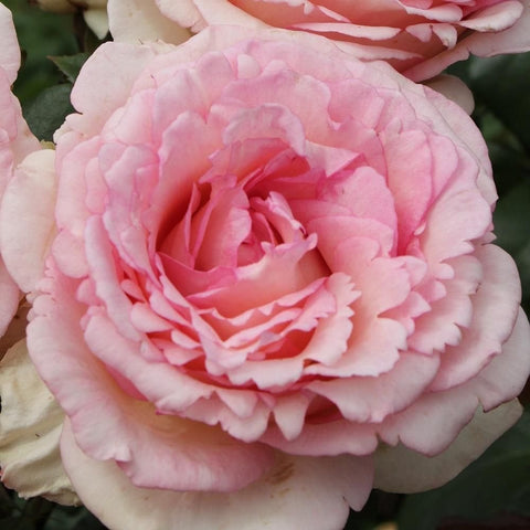Souvenir rose bloom in soft pink, layered petals